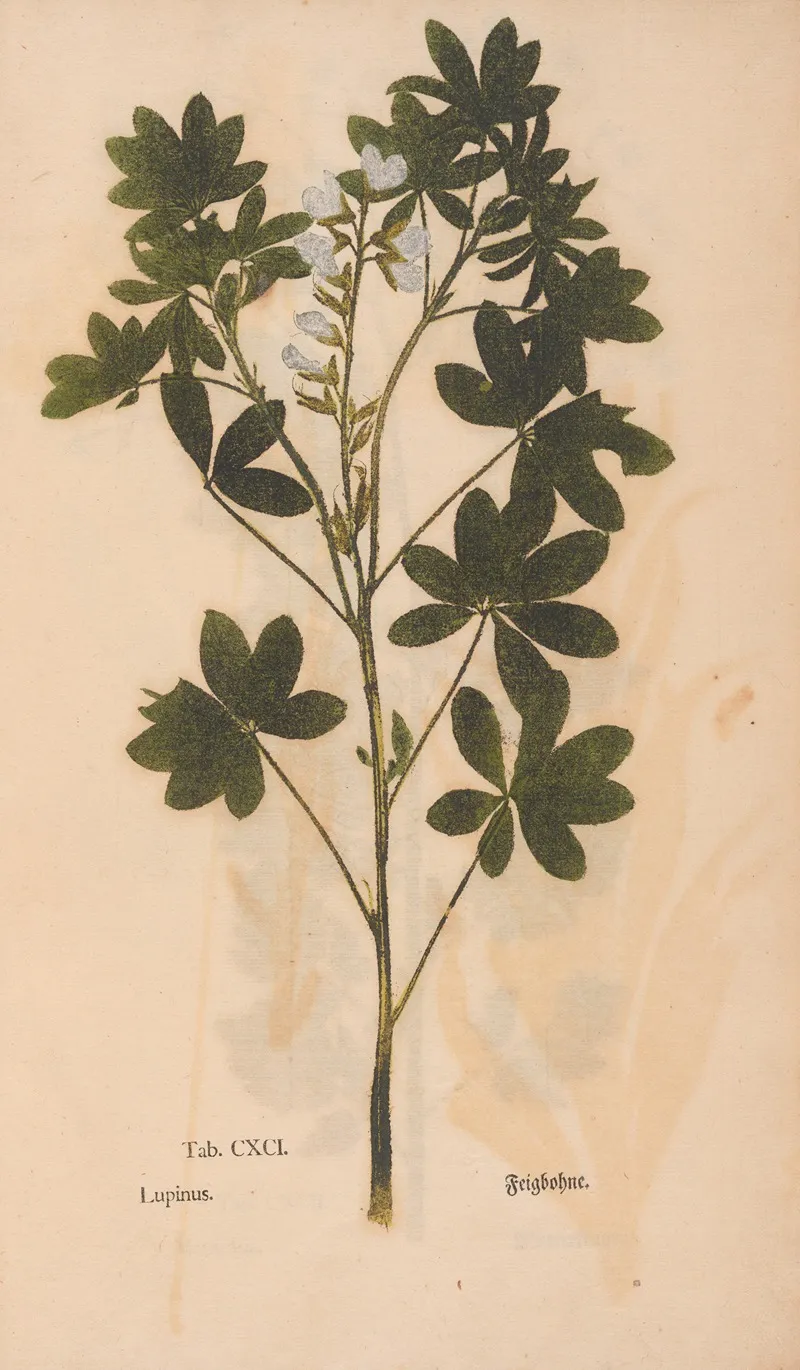 Ectypa Vegetabilium Pl 191 Wall Art by Christian Gottlieb Ludwig - High-Resolution Digital Print