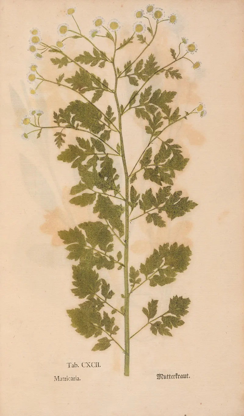 Ectypa Vegetabilium Pl 192 Wall Art by Christian Gottlieb Ludwig - High-Resolution Digital Print