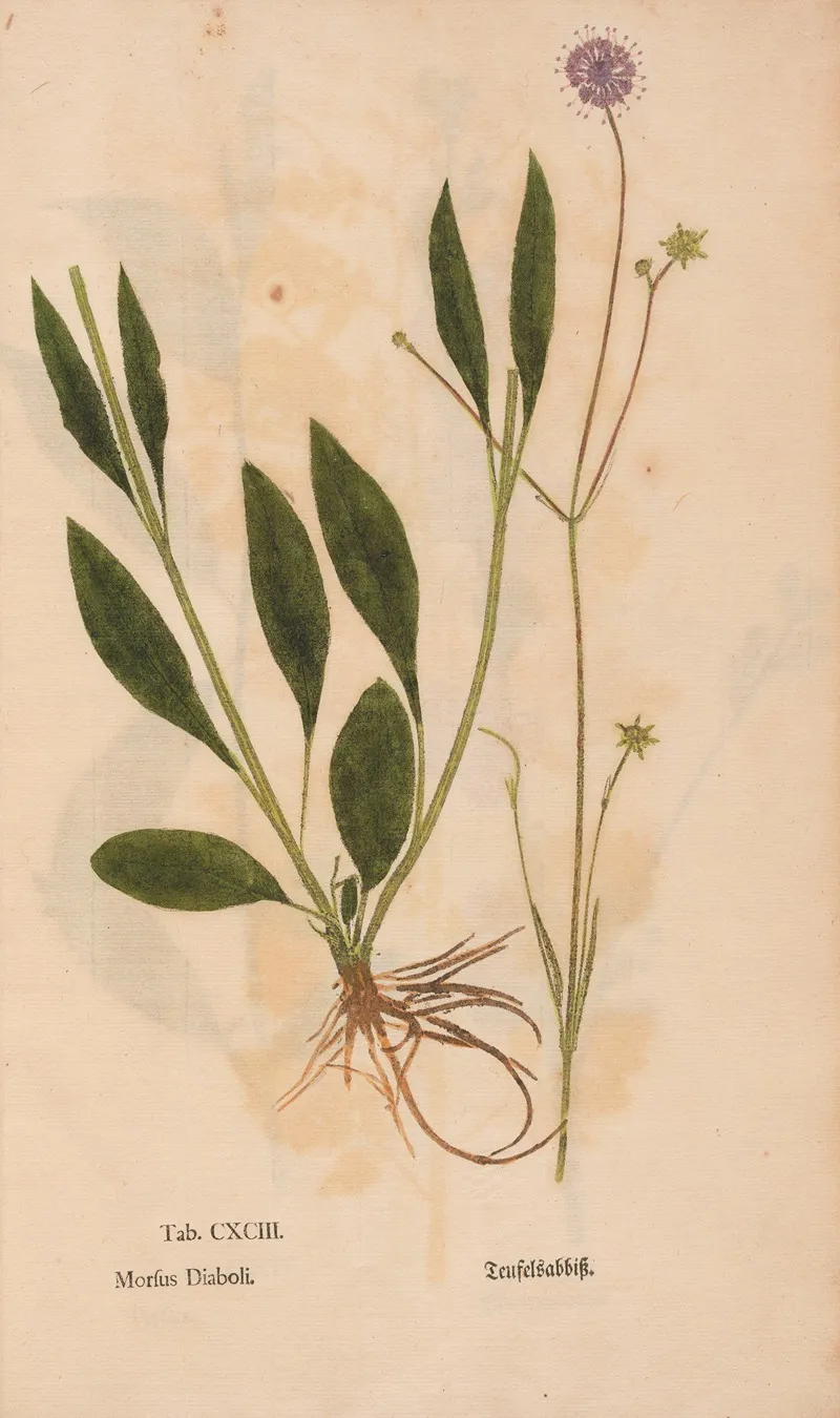 Ectypa Vegetabilium Pl 193 Wall Art by Christian Gottlieb Ludwig - High-Resolution Digital Print