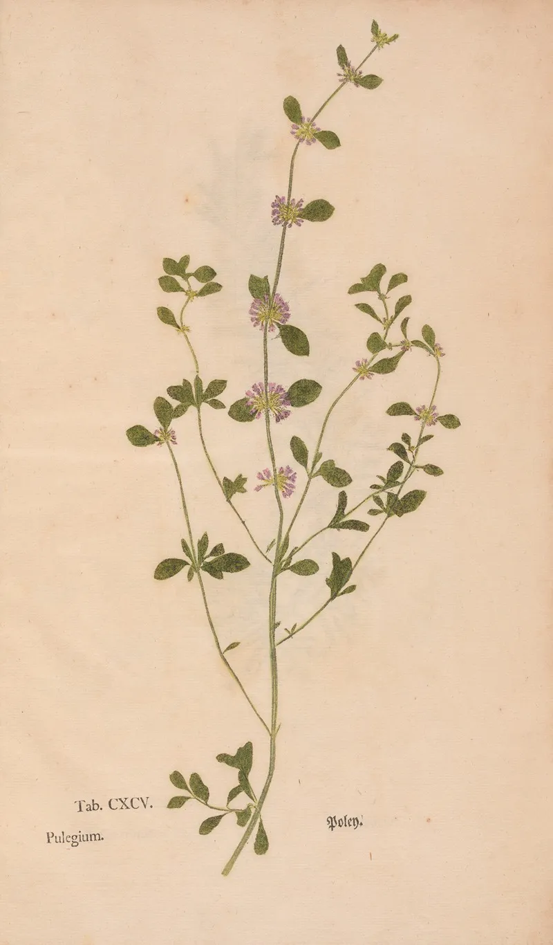 Ectypa Vegetabilium Pl 195 Wall Art by Christian Gottlieb Ludwig - High-Resolution Digital Print