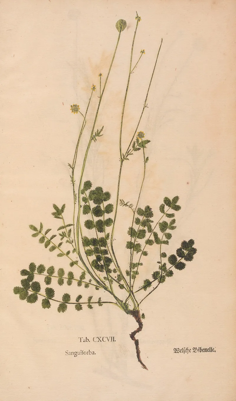 Ectypa Vegetabilium Pl 197 Wall Art by Christian Gottlieb Ludwig - High-Resolution Digital Print