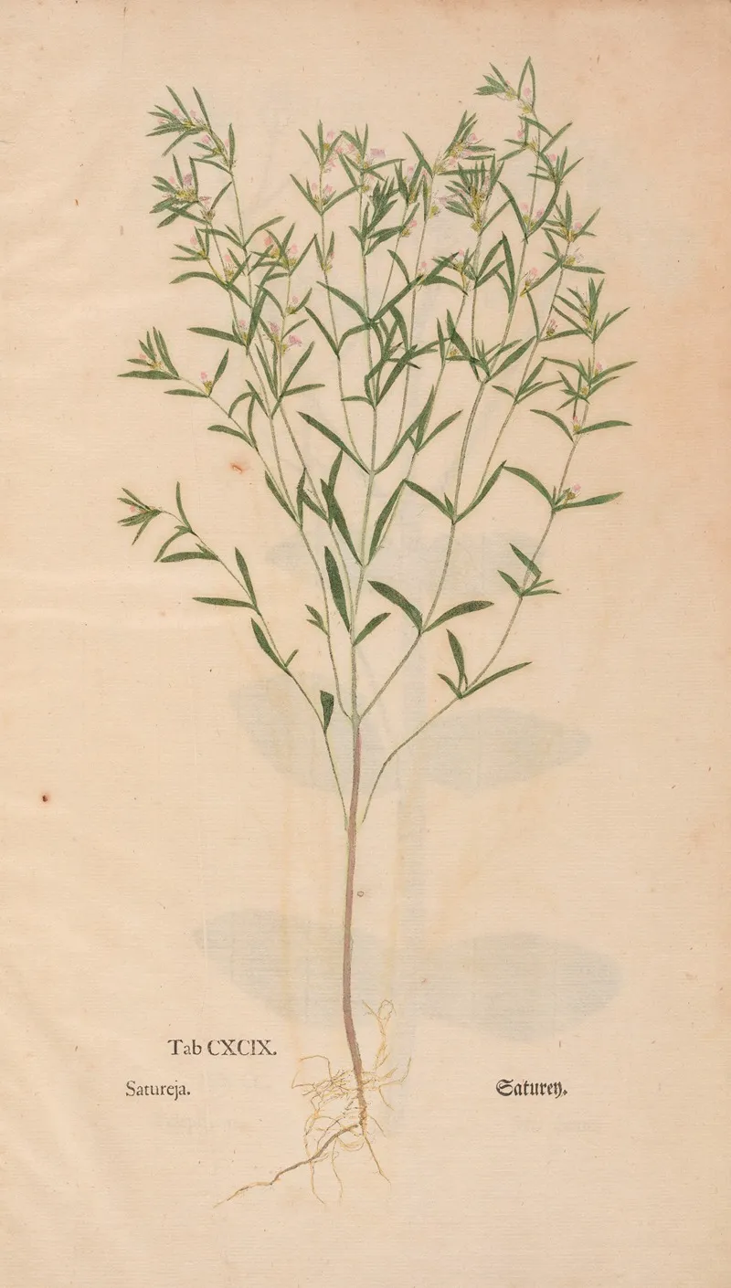 Ectypa Vegetabilium Pl 199 Wall Art by Christian Gottlieb Ludwig - High-Resolution Digital Print