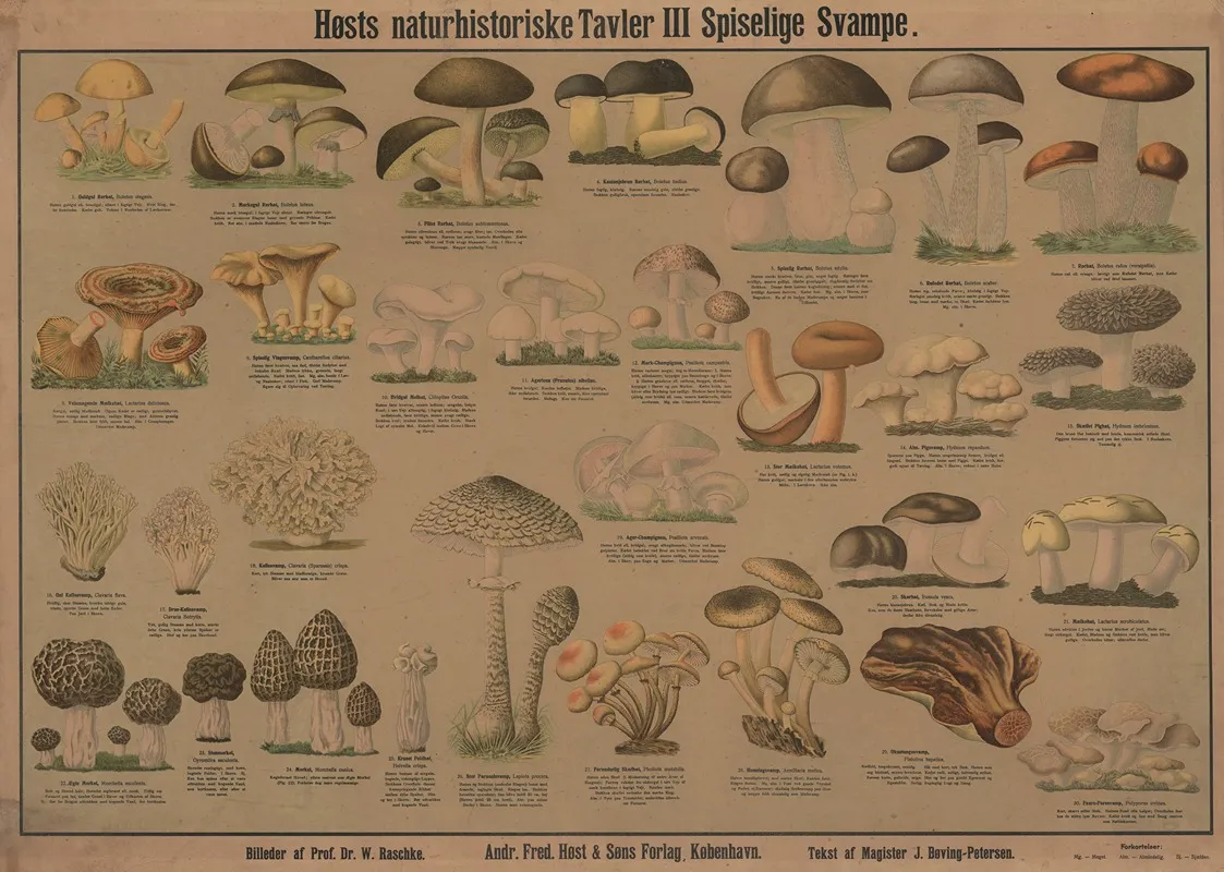 Edible Mushrooms 2 Wall Art by Dr. W. Raschke - High-Resolution Digital Print