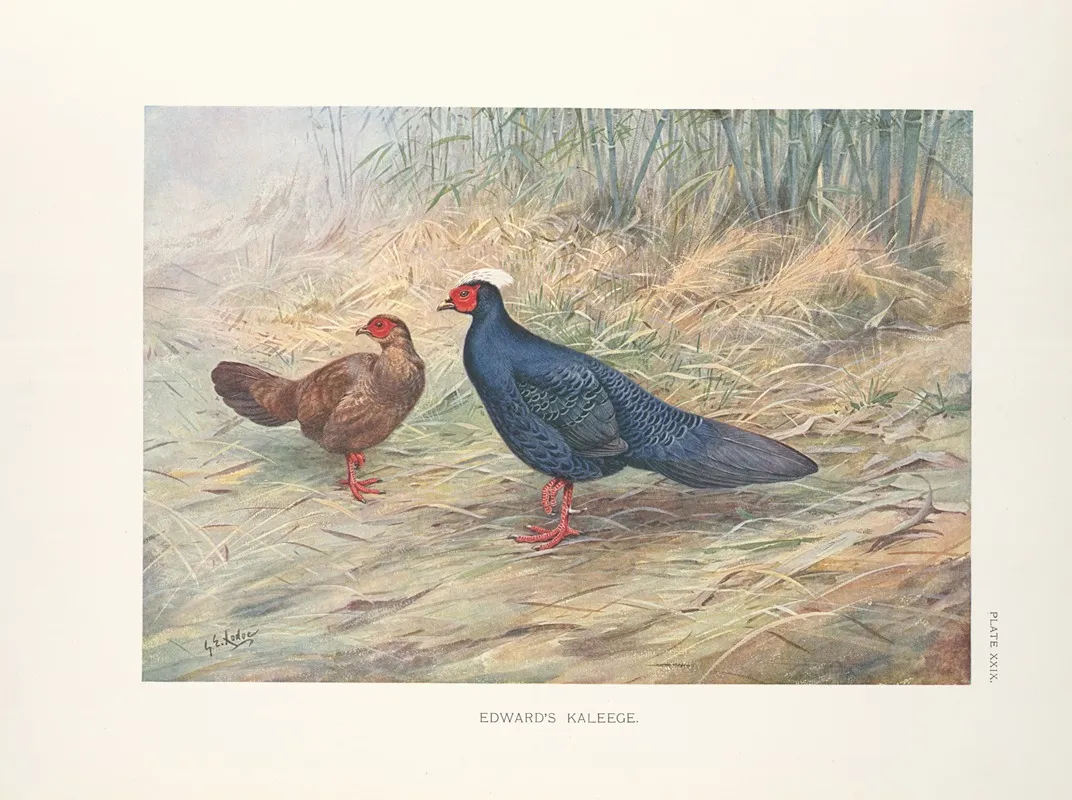 Edwards Kaleege Gennaeus Edwardsi Wall Art by George Edward Lodge - High-Resolution Digital Print