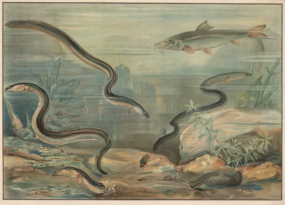 Eel And Carp Wall Art by Paul Flanderky - High-Resolution Digital Print