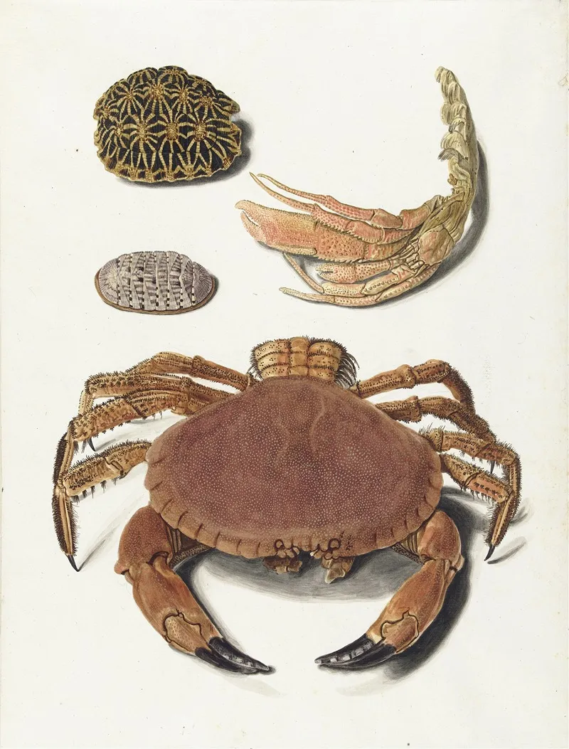 Een Krab Een Schaar Van Een Krab En Twee Schilden Van Schildpadden Wall Art by Johann Gustav Hoch - High-Resolution Digital Print
