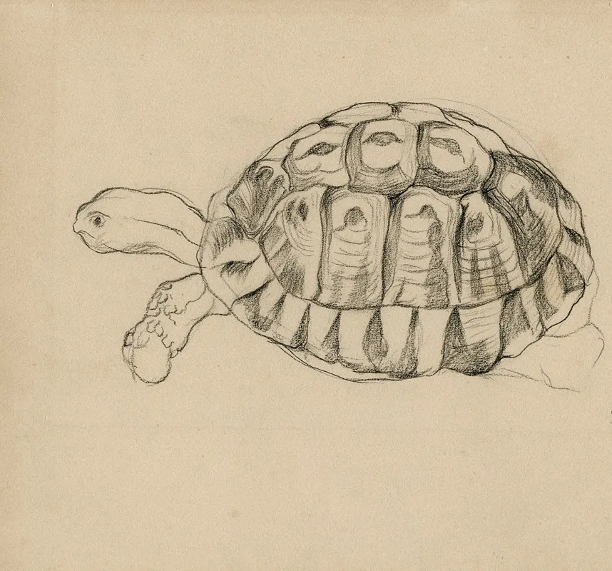Een Schildpad
