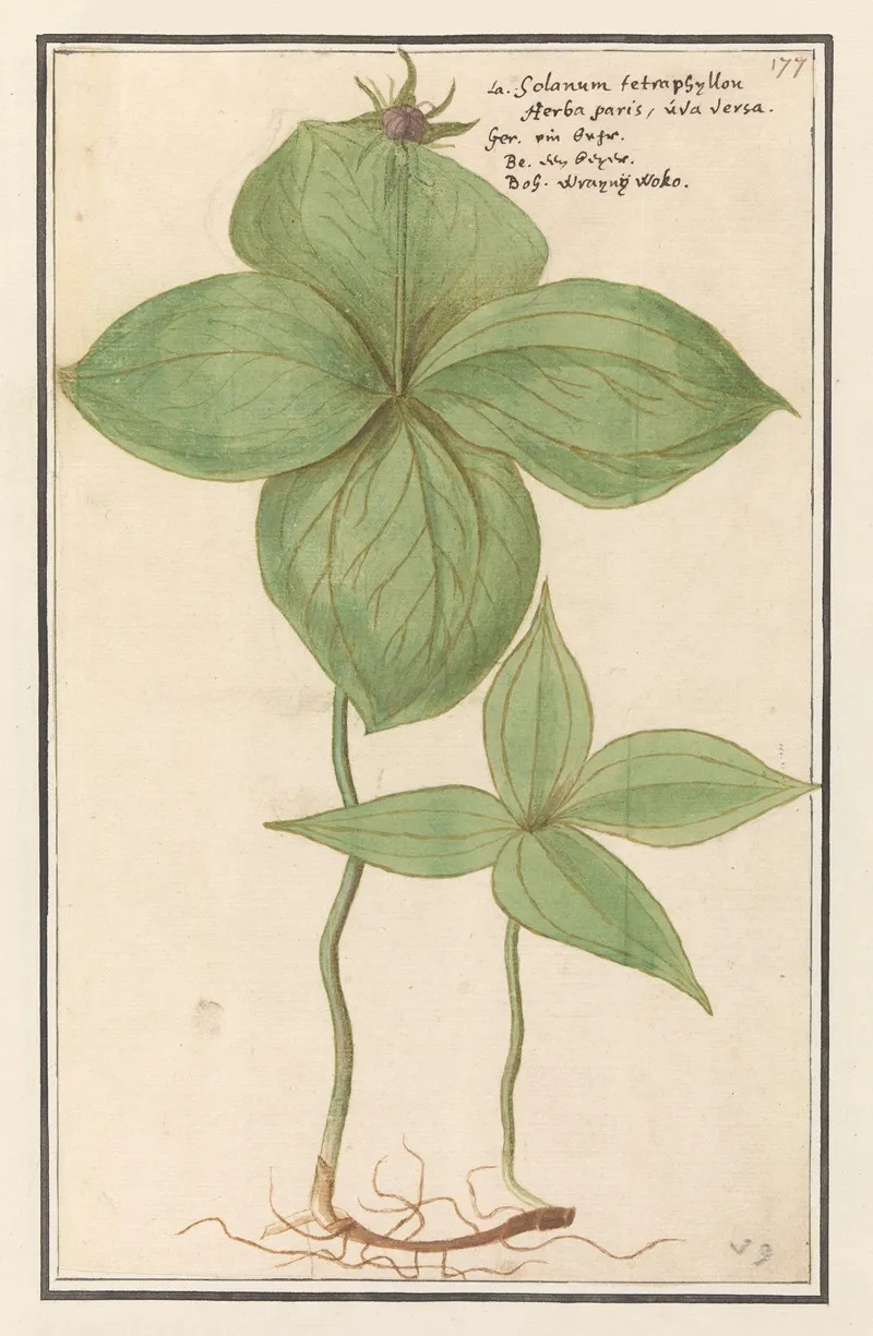 Eenbes Paris Quadrifolia Wolfs Besie Solanum Tetraphijllon Herba Paris Uva Versa Raisin De Renard Wall Art by Anselmus Boëtius de Boodt - High-Resolution Digital Print