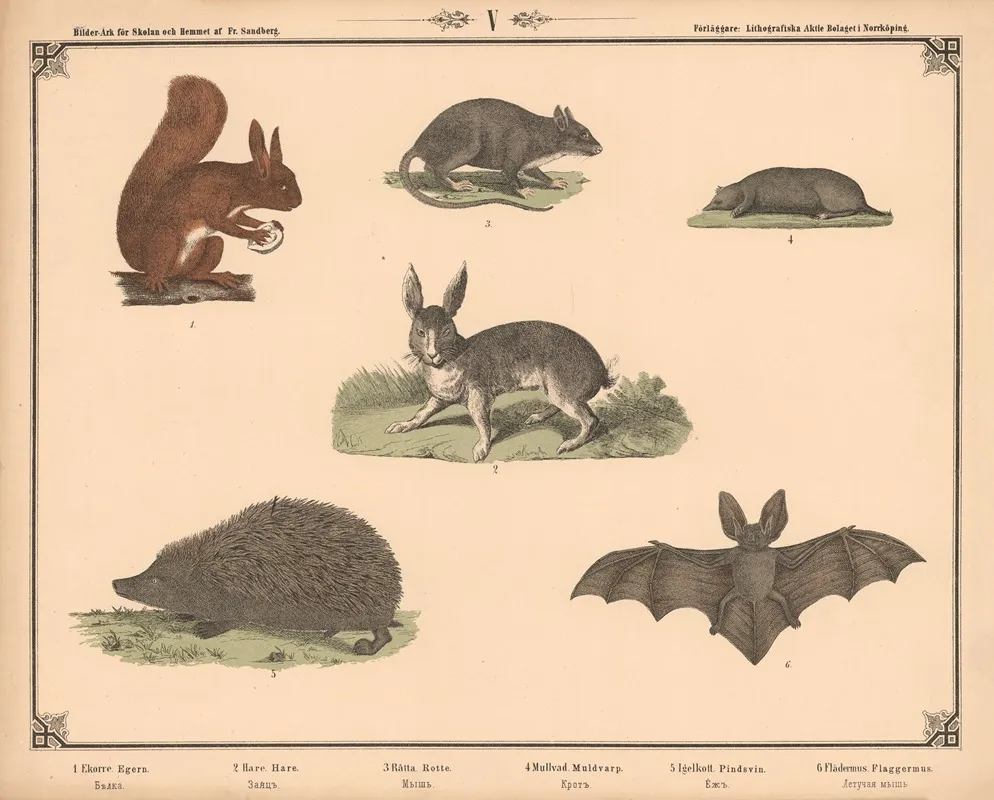 Egern Hare Rotte Muldvarp Pindsvin Og Flagermus Wall Art by Fredrik Sandberg - High-Resolution Digital Print