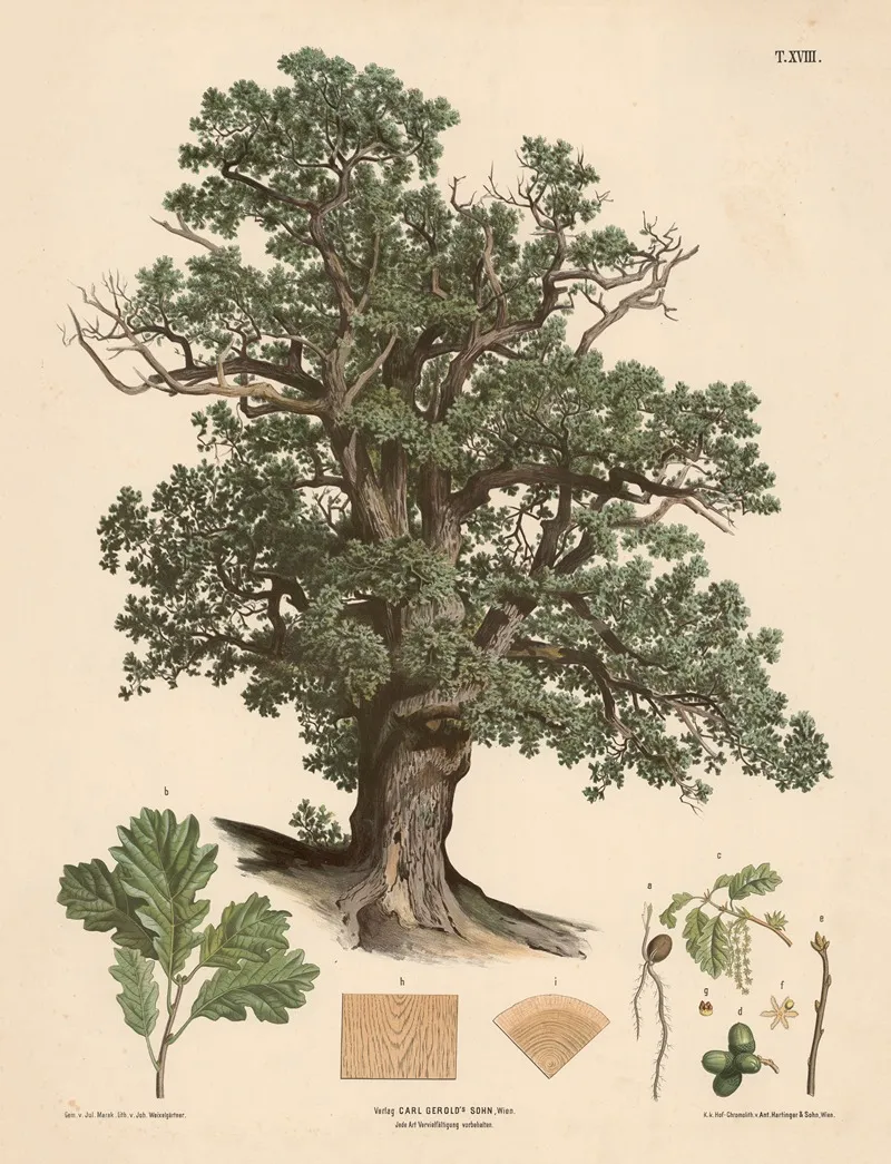 Egetrae
