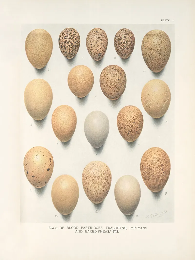 Eggs Of Blood Partridges Tragopans Impeyans And Eared Pheasants Wall Art by Henrik Gronvold - High-Resolution Digital Print