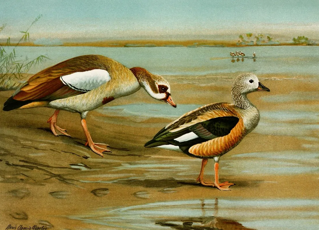 Egyptian Goose Orinoco Goose Wall Art by Louis Agassiz Fuertes - High-Resolution Digital Print