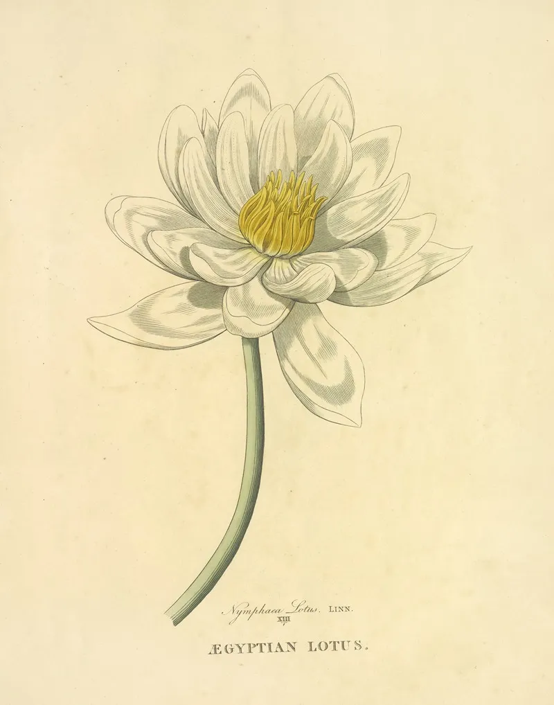 Egyptian Lotus Wall Art by Richard Duppa - High-Resolution Digital Print