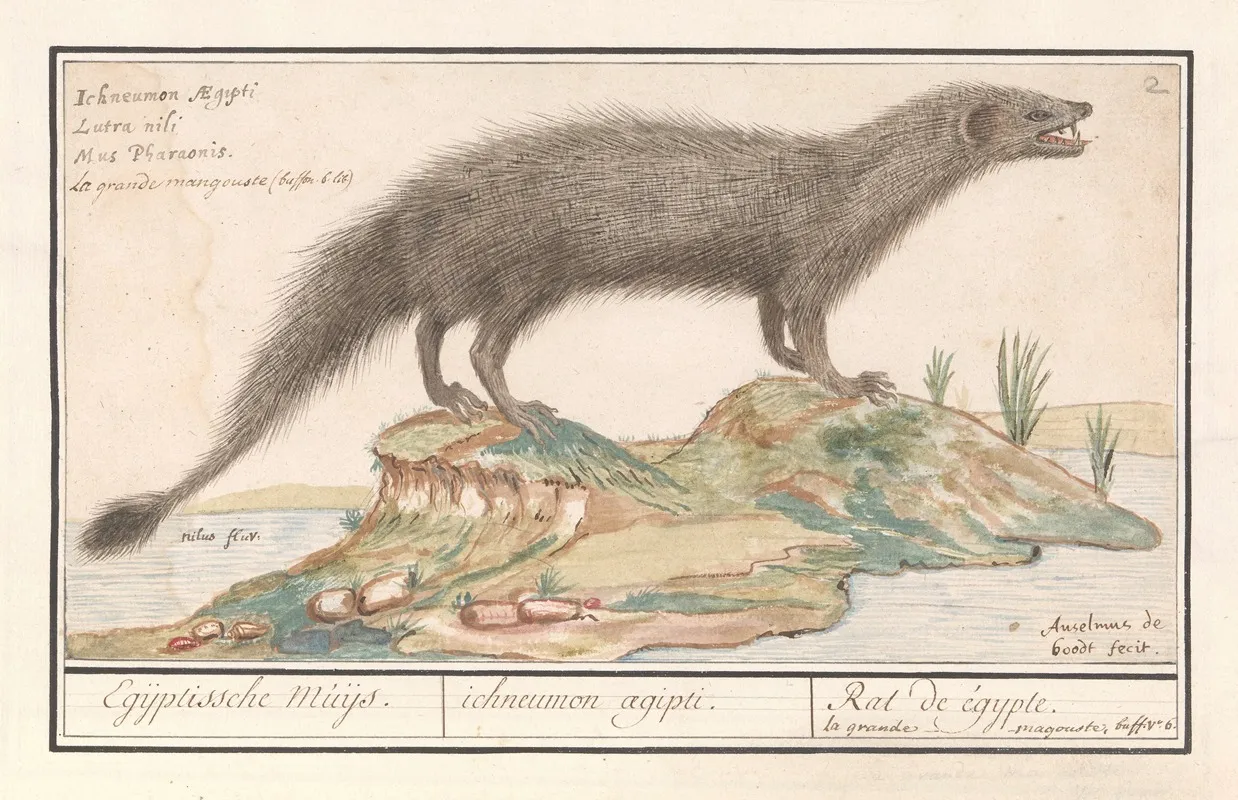 Egyptische Ichneumon Herpestes Ichneumon Wall Art by Anselmus Boëtius de Boodt - High-Resolution Digital Print