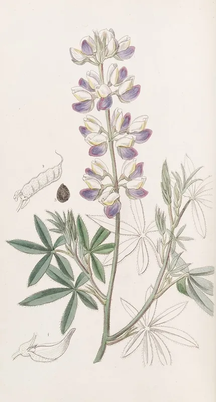 Ehrenbergs Lupin Wall Art by Sydenham Edwards - High-Resolution Digital Print