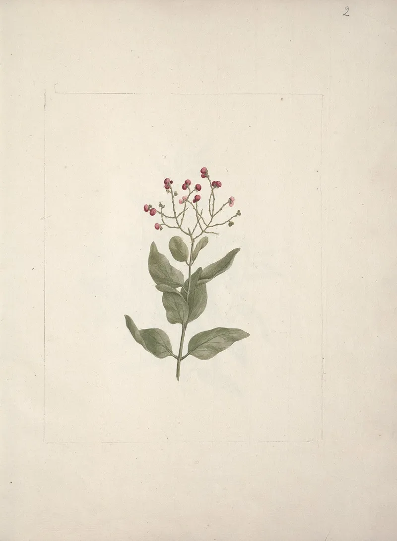Ehretia Cymosa Thonning