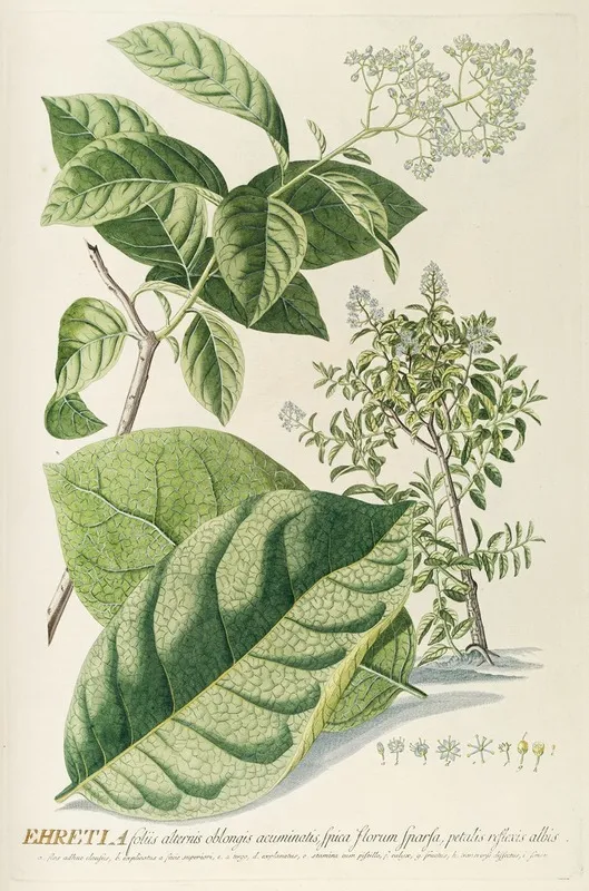 Ehretia Wall Art by Georg Dionysius Ehret - High-Resolution Digital Print
