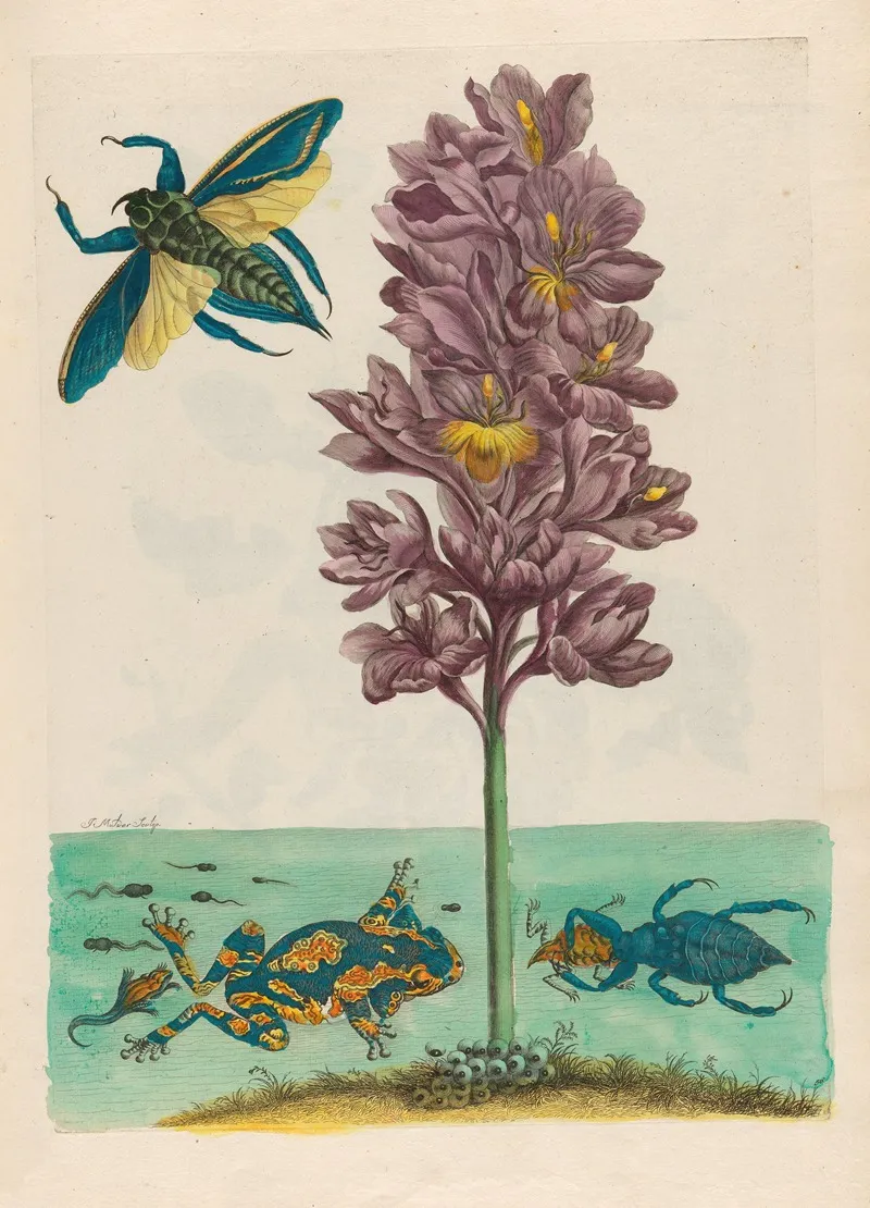 Eichhornia Crassipes 2