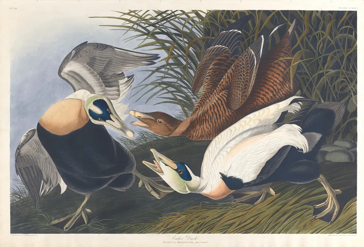 Eider Duck 2 Wall Art by John James Audubon - High-Resolution Digital Print
