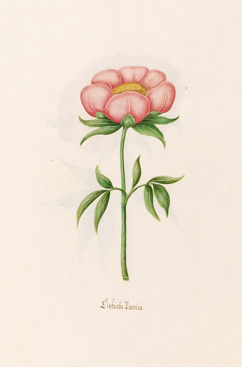 Einfache Poeonia Peony Wall Art by Magdelena Rosina Funck - High-Resolution Digital Print