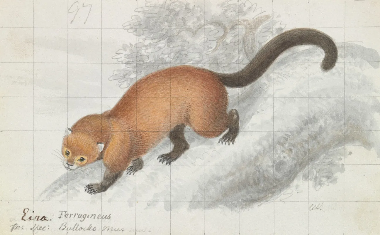 Eira Ferruginea