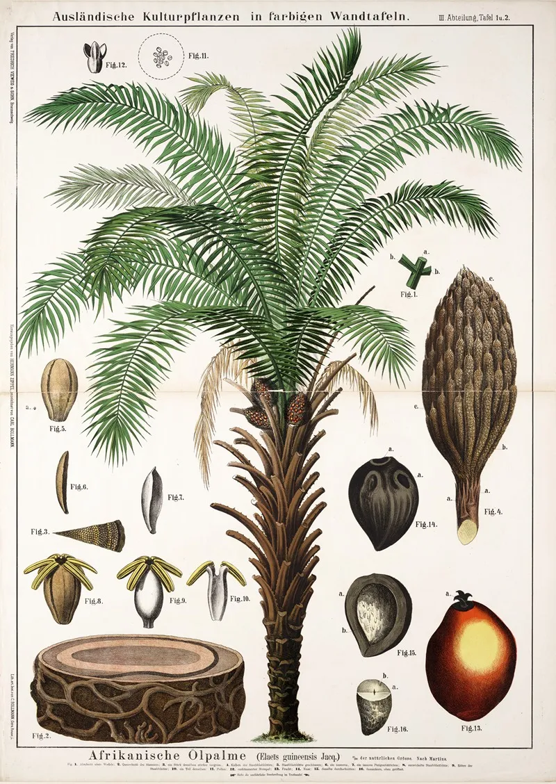 Elaeis Guineensis Oliepalm Wall Art by Hermann Zippel - High-Resolution Digital Print
