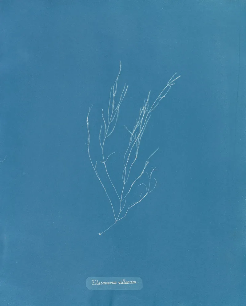 Elaionema Villosum Wall Art by Anna Atkins - High-Resolution Digital Print