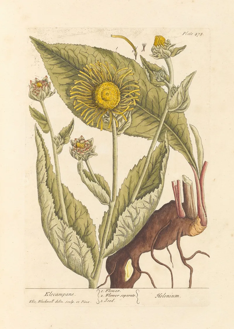Elecampane Wall Art by Elizabeth Blackwell - High-Resolution Digital Print