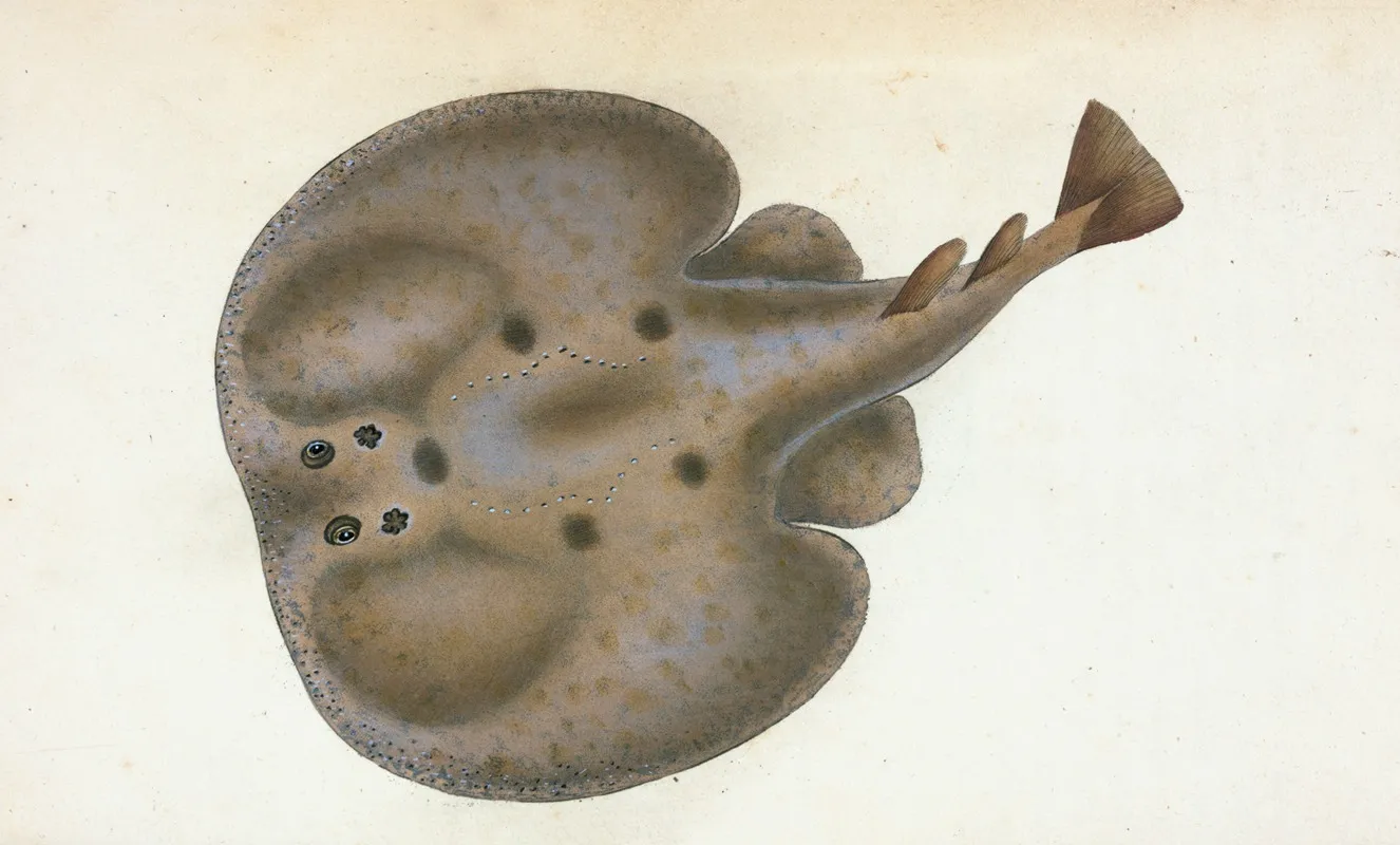 Electric Ray Raja Torpedo Wall Art by Edward Donovan - High-Resolution Digital Print