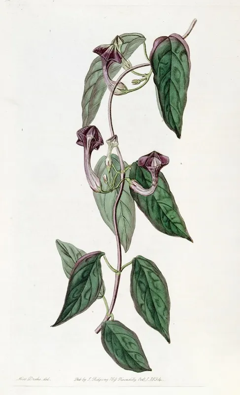 Elegant Ceropegia Wall Art by Sydenham Edwards - High-Resolution Digital Print