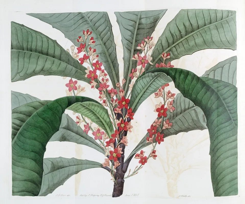 Elegant Clavija Wall Art by Sydenham Edwards - High-Resolution Digital Print