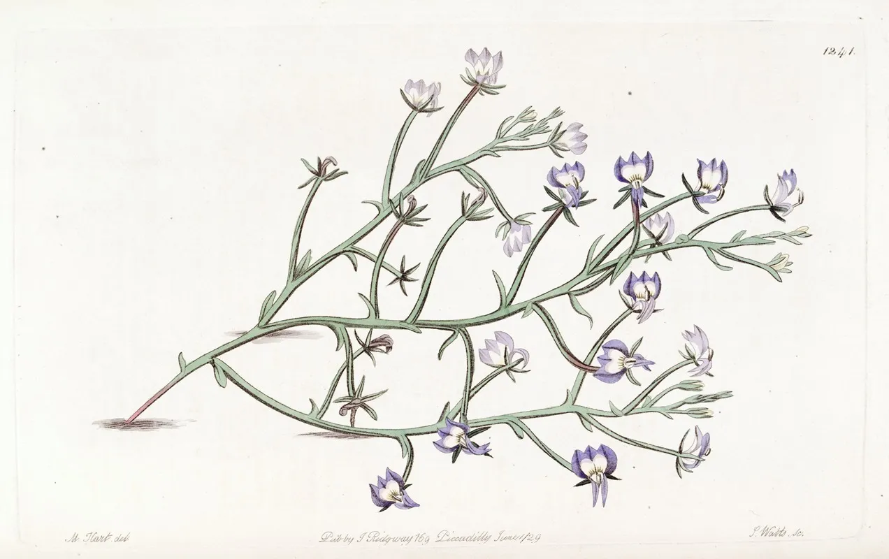Elegant Clintonia Wall Art by Sydenham Edwards - High-Resolution Digital Print