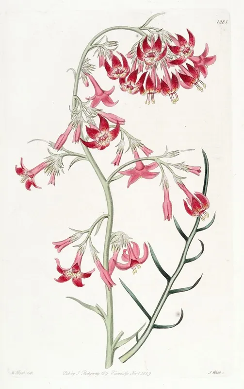 Elegant Ipomopsis Wall Art by Sydenham Edwards - High-Resolution Digital Print