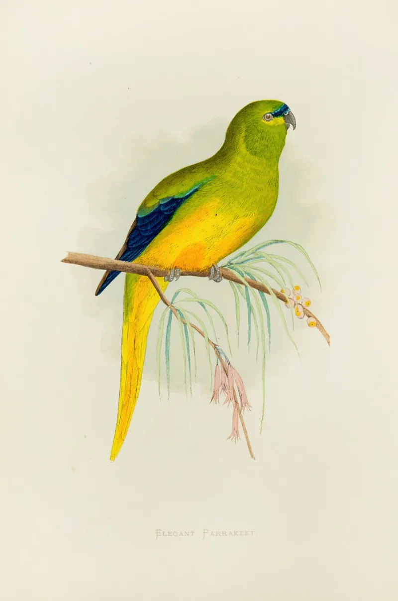 Elegant Parrakeet Wall Art by Alexander Francis Lydon - High-Resolution Digital Print