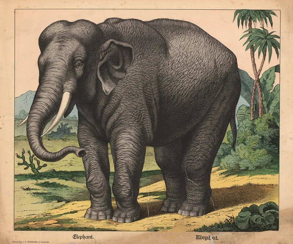 Elephant 9