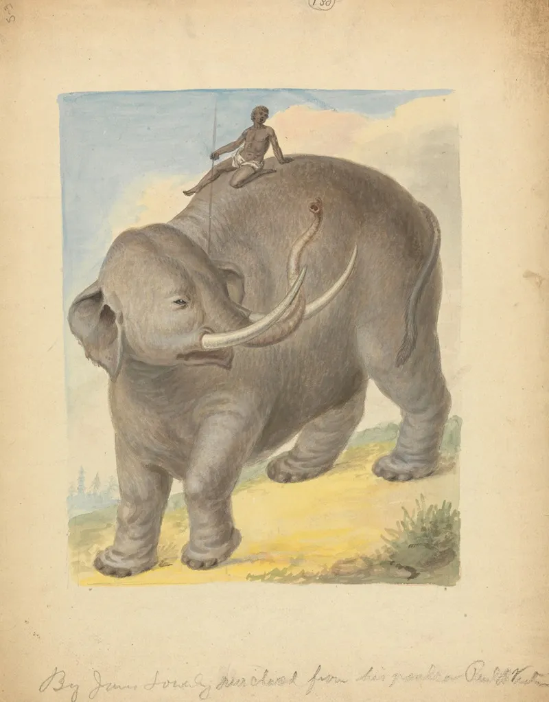 Elephant With Rider