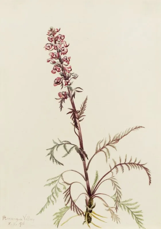 Elephanthead Pedicularis Groenlandica 2