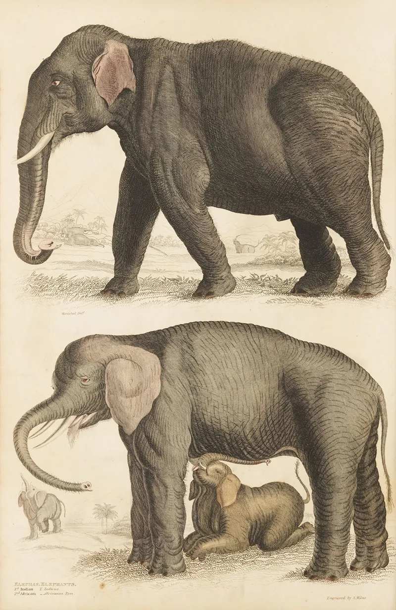 Elephants 2 Wall Art by William MacGillivray - High-Resolution Digital Print