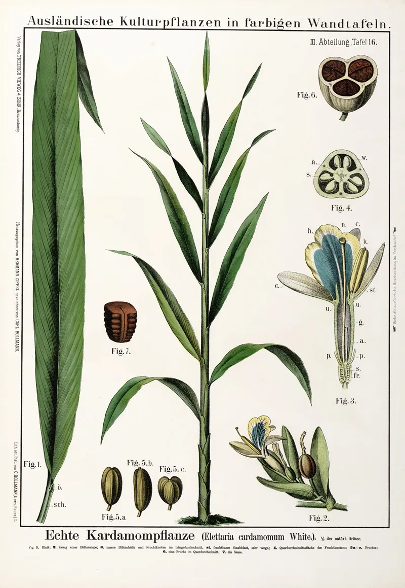 Elettaria Cardamomum Kardemon Wall Art by Hermann Zippel - High-Resolution Digital Print