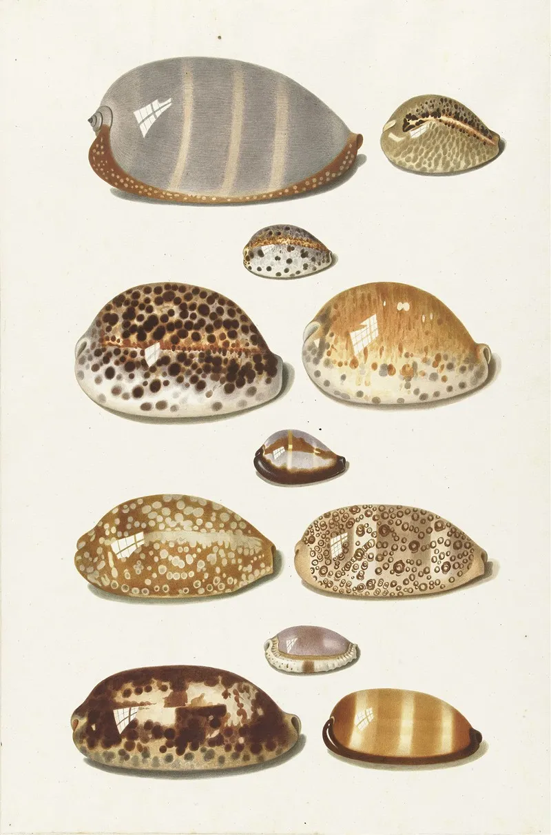 Elf Grote En Kleine Tropische Kaurie Schelpen Wall Art by Johann Gustav Hoch - High-Resolution Digital Print
