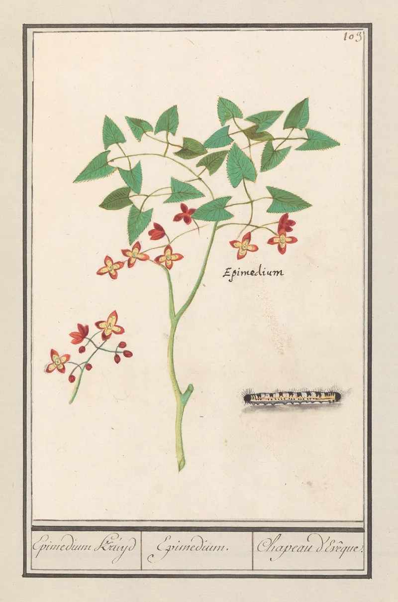 Elfenbloem Epimedium Alpinum Epimedium Kruyd Epimedium Chapeau Deveque Wall Art by Anselmus Boëtius de Boodt - High-Resolution Digital Print