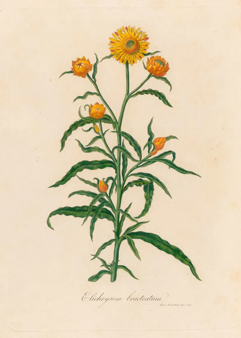 Elichrysum Bracteatum Wall Art by Gaetano Savi - High-Resolution Digital Print