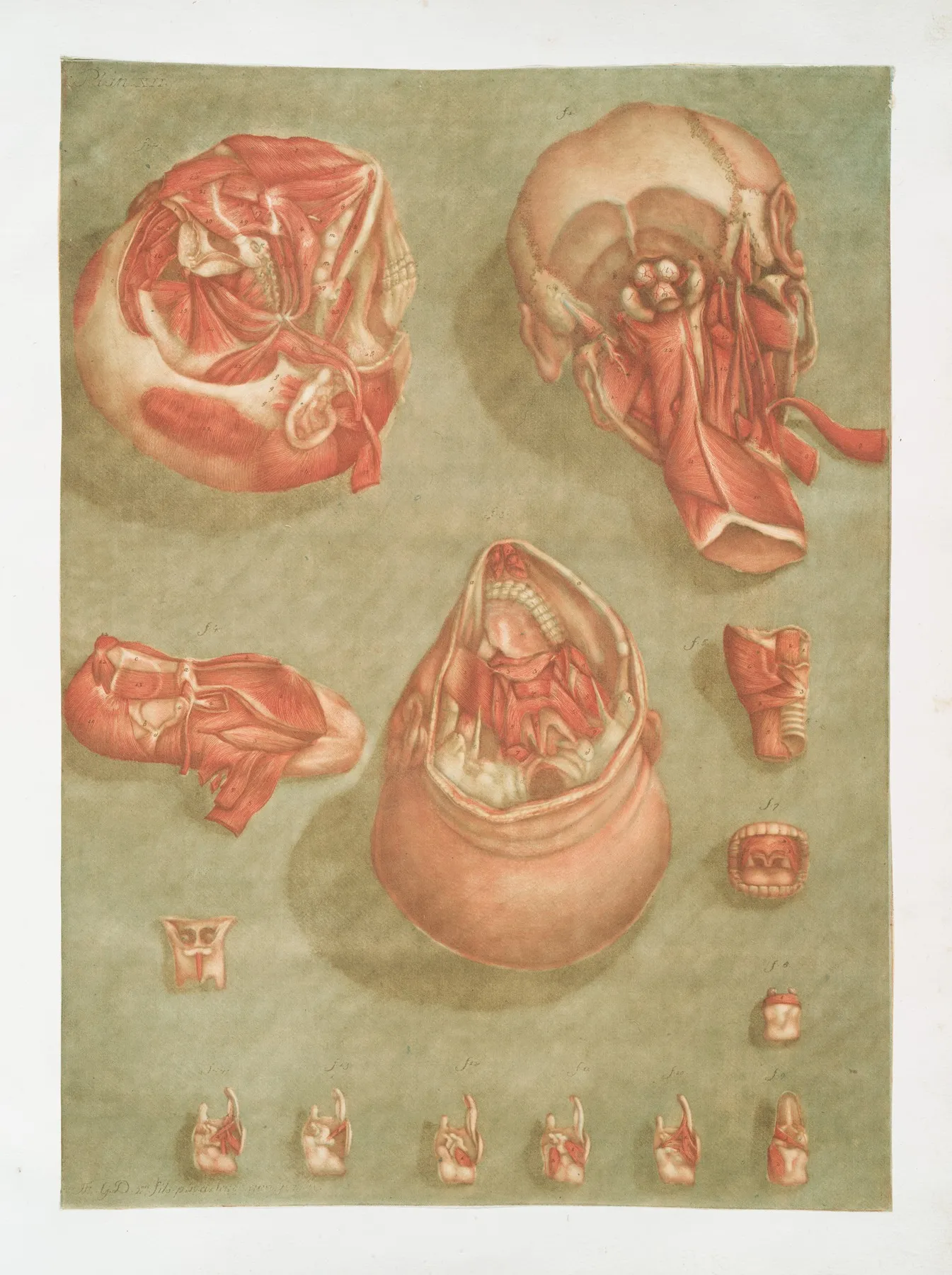 Elle Presente En Detail Certains Muscles De La Tete Wall Art by Arnauld Gautier d'Agoty - High-Resolution Digital Print