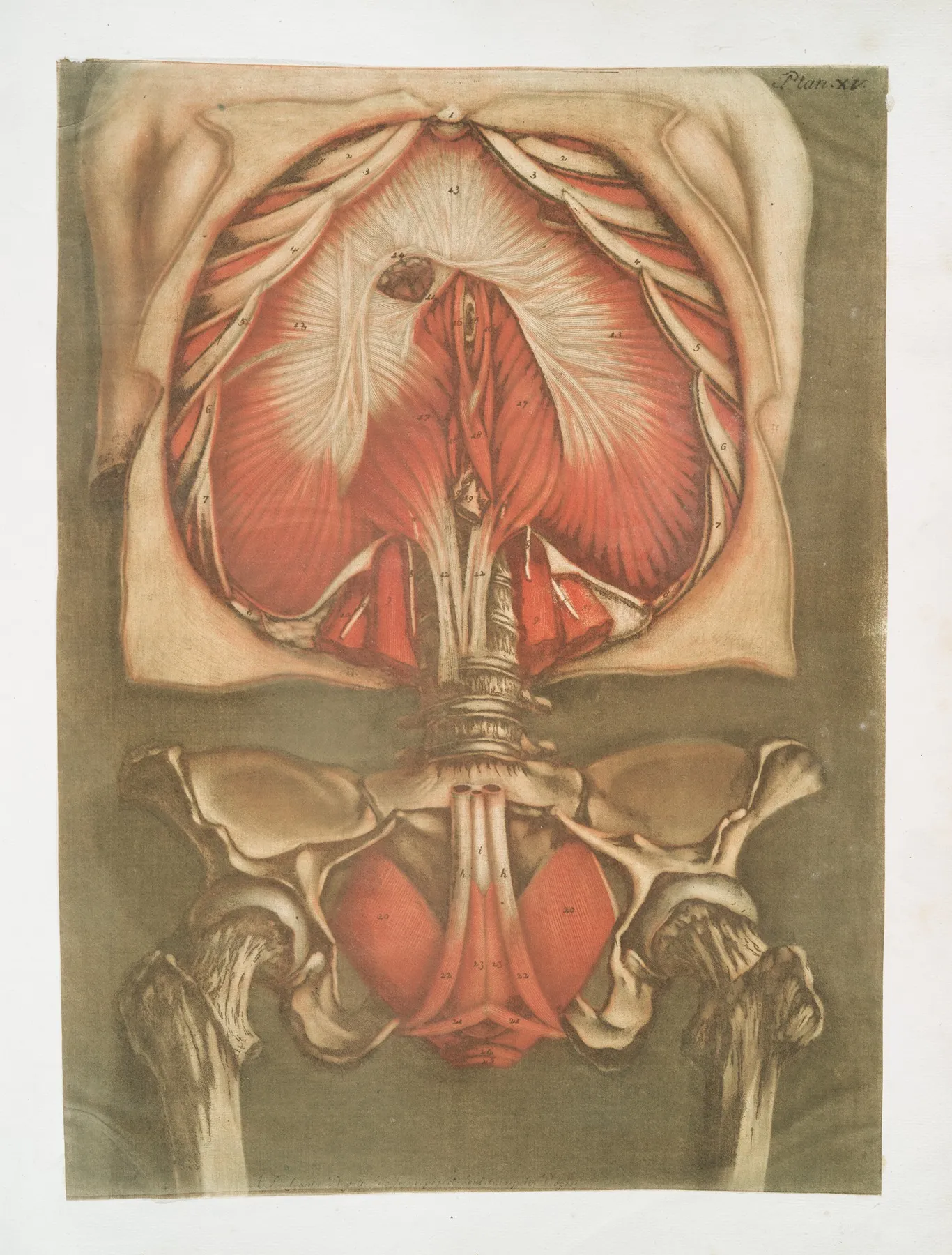 Elle Presente Le Diaphragme Avec Les Muscles De La Verge Ceux De Lanus Wall Art by Arnauld Gautier d'Agoty - High-Resolution Digital Print