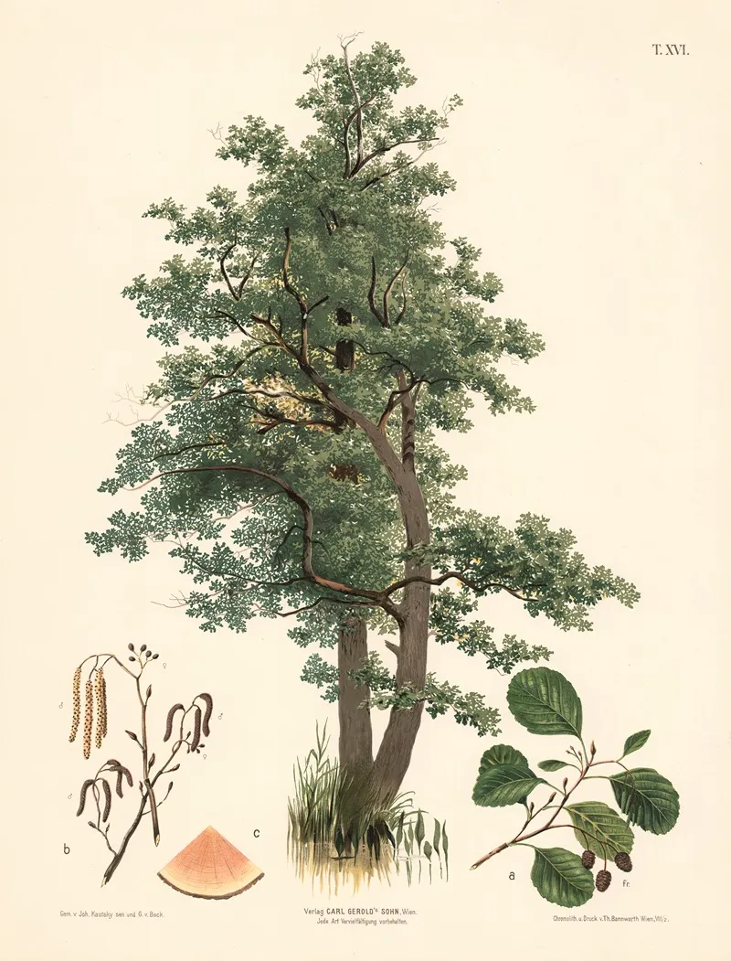 Botanical Illustrations