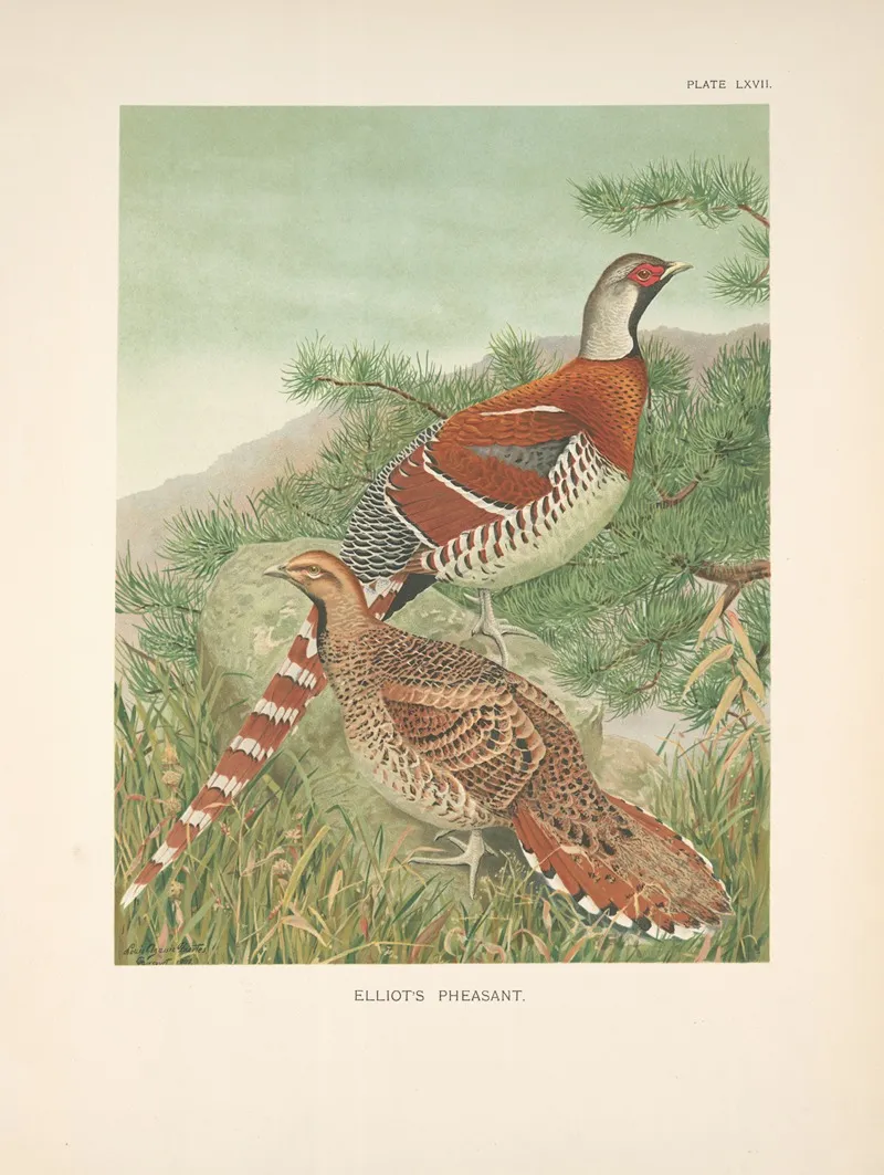 Elliots Pheasant Syrmaticus Ellioti Wall Art by Louis Agassiz Fuertes - High-Resolution Digital Print