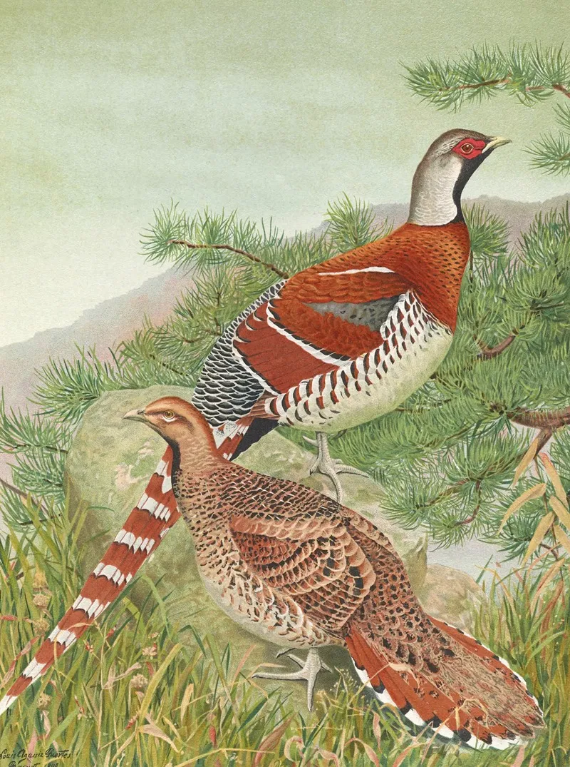 Elliots Pheasant Wall Art by Louis Agassiz Fuertes - High-Resolution Digital Print