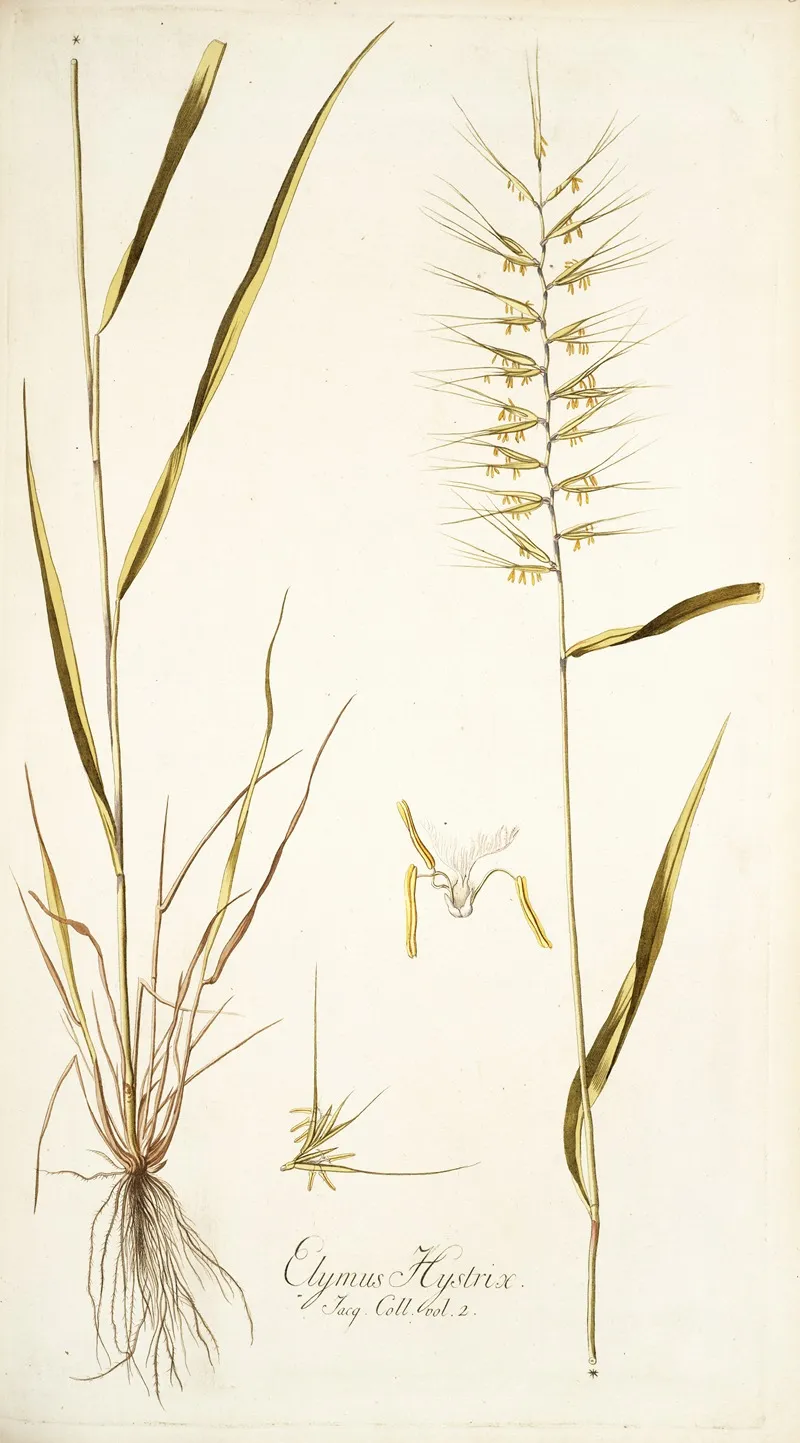 Elymus Hystrix Wall Art by Nikolaus Joseph Freiherr von Jacquin - High-Resolution Digital Print