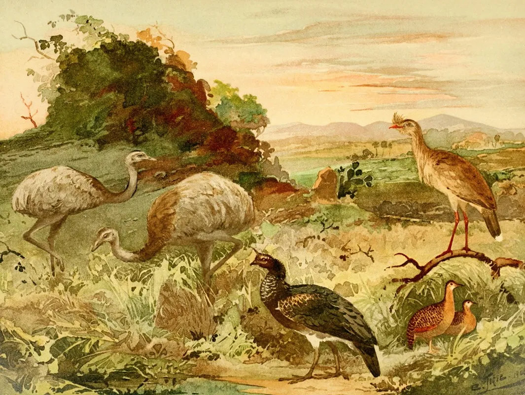 Ema Seriema Anhuma Perdiz Wall Art by Emil August Göldi - High-Resolution Digital Print