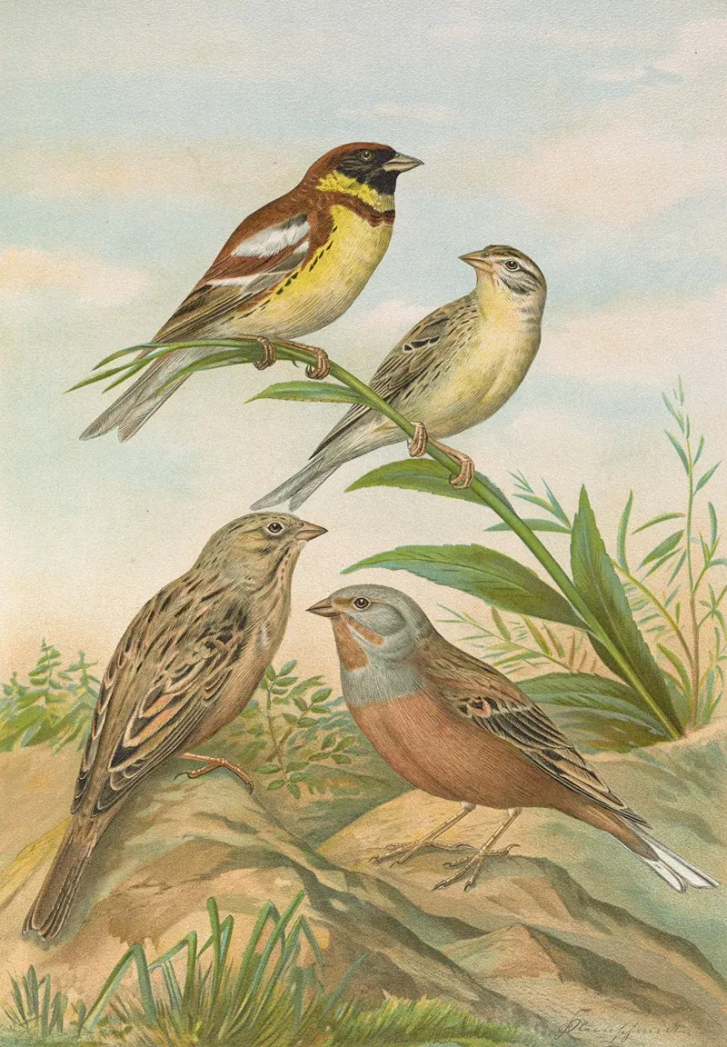 Emberiza Aureola Pall Emberiza Caesia Cretschmar Wall Art by Johann Friedrich Naumann - High-Resolution Digital Print